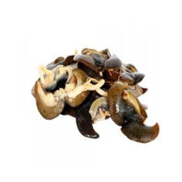 Escargots frais