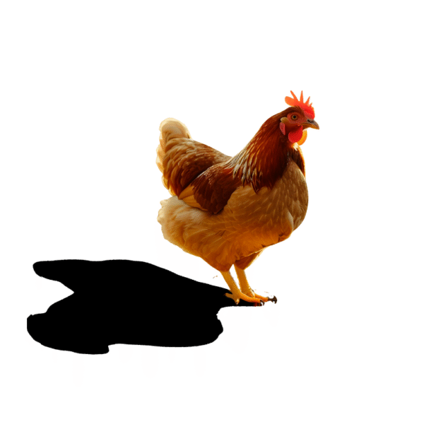 Poulet