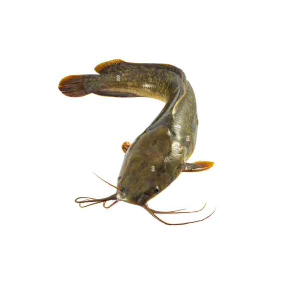 Poisson d'eau douce