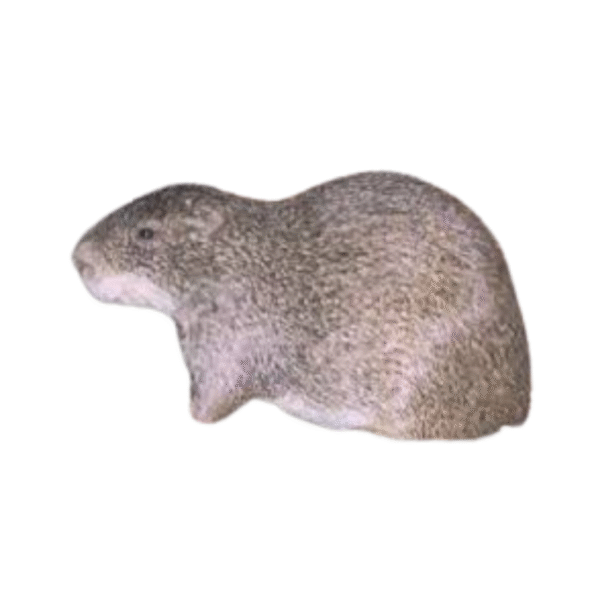 Aulacode